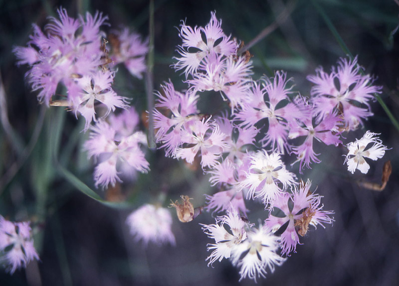 Fiori del Trentino